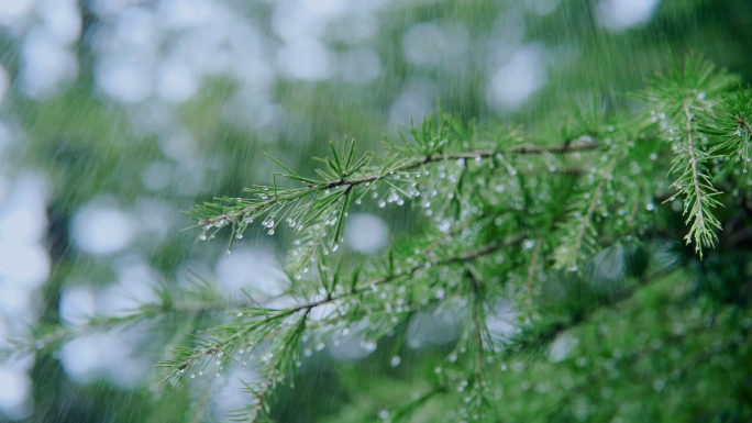 唯美小雨意境松叶雨滴滑落宁静生活生态自然