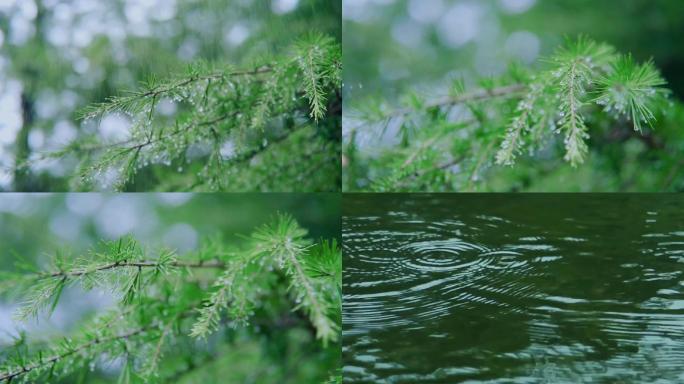 唯美小雨意境松叶雨滴滑落宁静生活生态自然