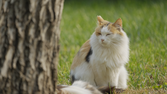 猫，流浪猫，城市公园草地休息睡觉