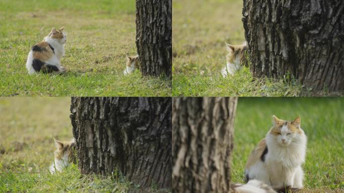 猫，流浪猫，城市公园草地休息睡觉