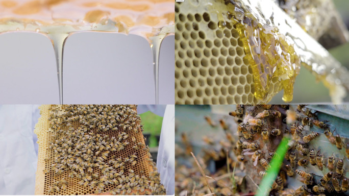 蜂蜜 蜜蜂 采蜜
