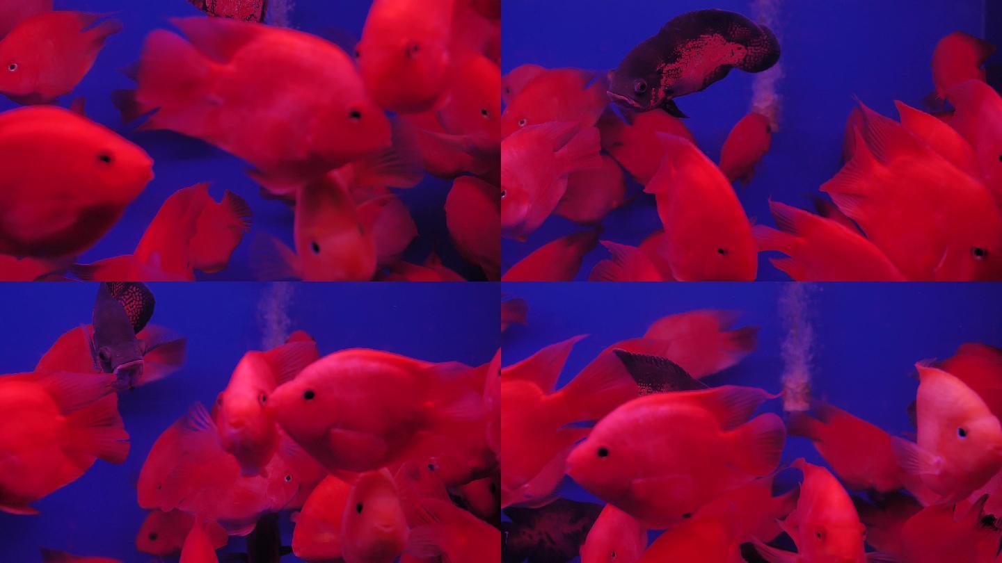 水族馆红色金鱼实拍素材