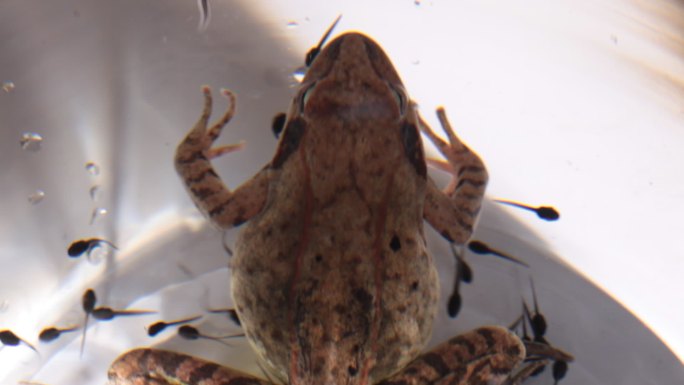 青蛙 蝌蚪 林蛙 繁殖蛤蟆东北原生态自然