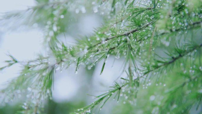 唯美雨季意境雨滴滑落树枝触摸树枝生态自然