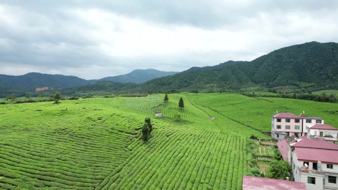 航拍大面积高山茶园