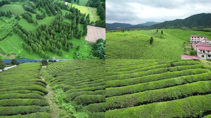 航拍大面积高山茶园