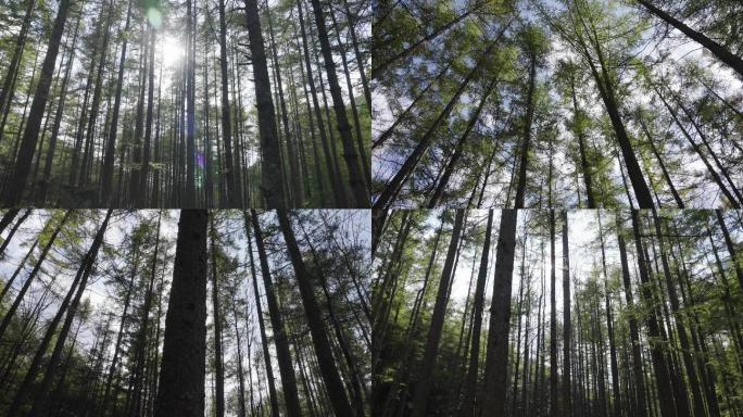 阳光穿透松树林4K