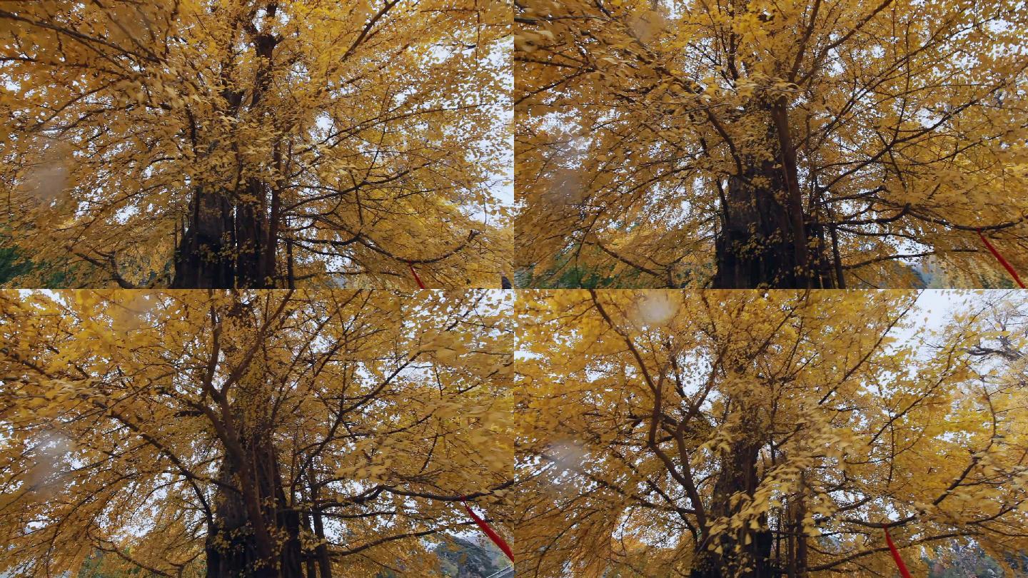 秋天黄色的银杏树