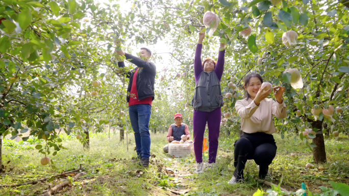 成熟苹果挂在枝头-果园采摘-苹果园丰收