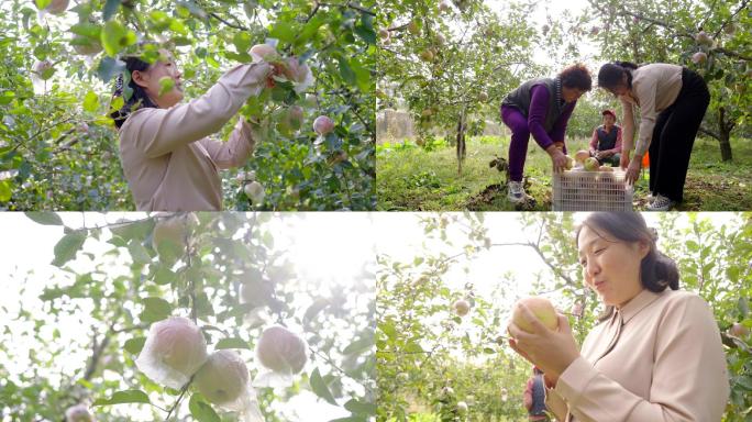 成熟苹果挂在枝头-果园采摘-苹果园丰收