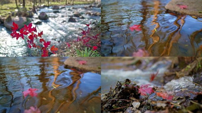 秋天红叶溪流