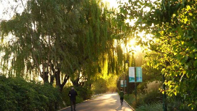 公园早晨骑行跑步锻炼清晨晨光晨曦小草松树
