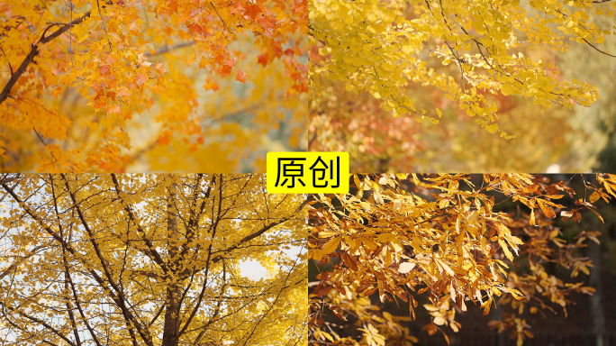 秋天的唯美叶子慢镜头4K