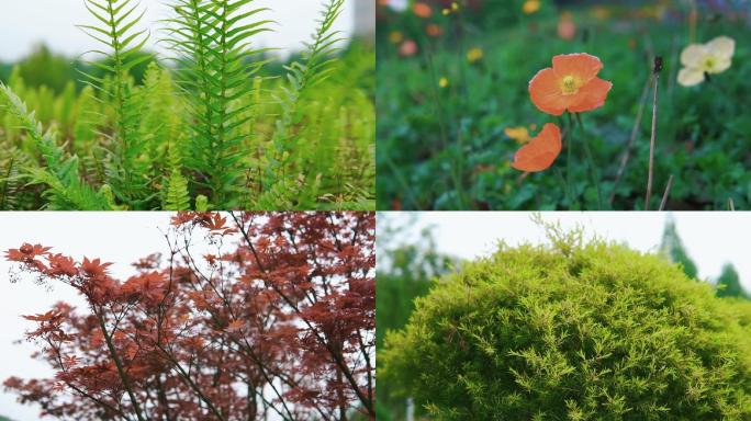 公园植物花朵治愈小清新文艺超清素材