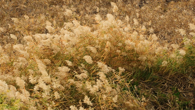 河北衡水湖金秋芦苇