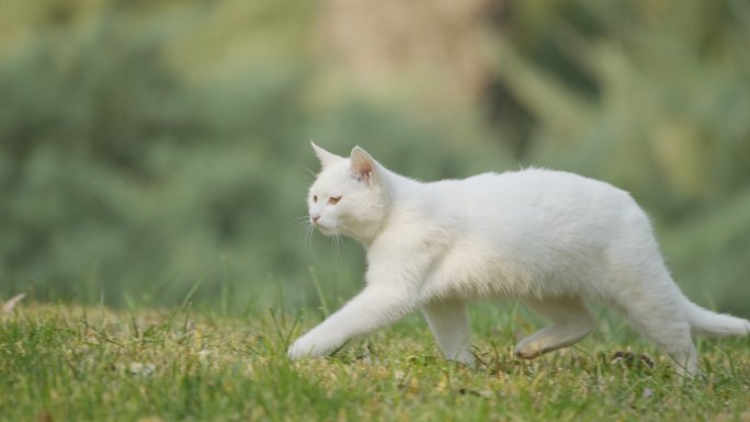 猫，宠物，白色流浪猫，草地走路，升格特写