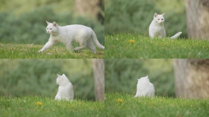猫，宠物，白色流浪猫，草地走路，升格特写