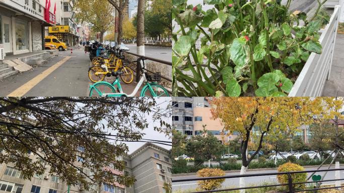 【4K】城市进入秋季、叶子黄了、落叶视频
