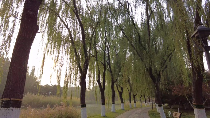 秋天公园游客游园游人秋季银杏叶秋天树叶