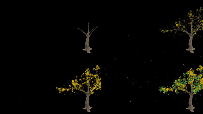 桂花树生长开花-带透明通道