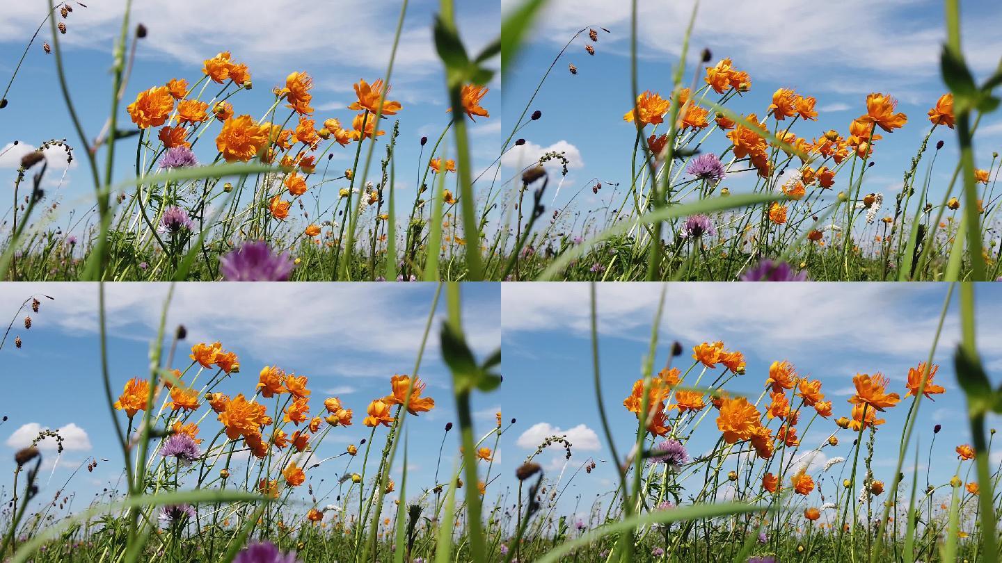 升格拍摄草原上的花