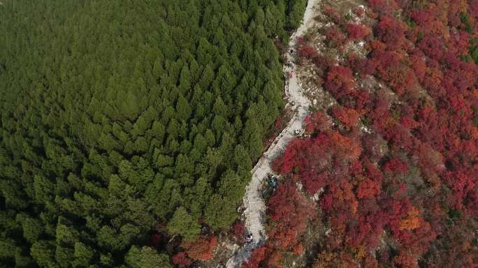 4K-秋天红叶2济南蝎子山