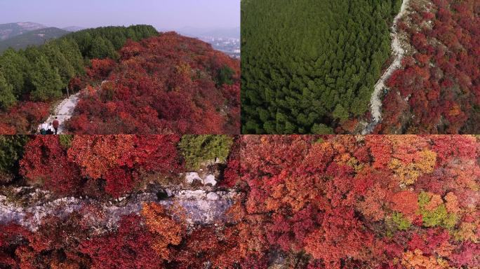 4K-秋天红叶2济南蝎子山