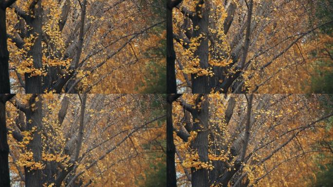 秋天黄色的银杏树