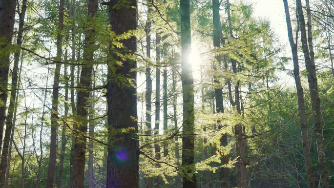 阳光穿过森林4K