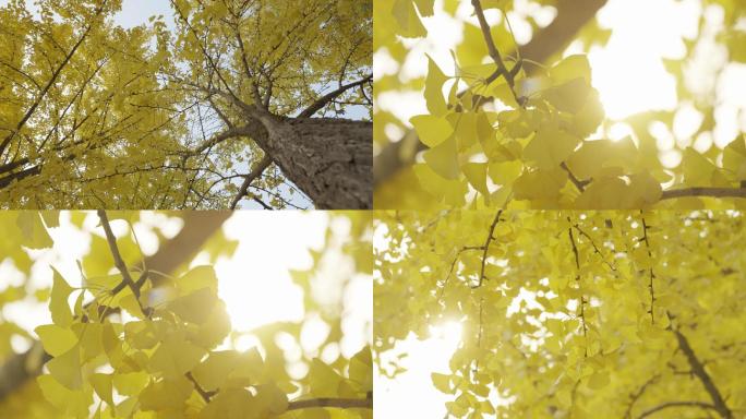 秋天，银杏树叶-阳光照射