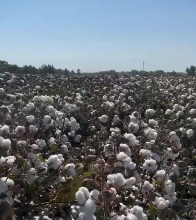 新疆长绒棉棉花地