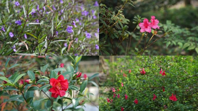 4K野花，白牡丹，万紫千红，百花园