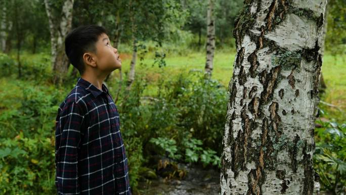 男孩在森林里检查桦树并欢呼