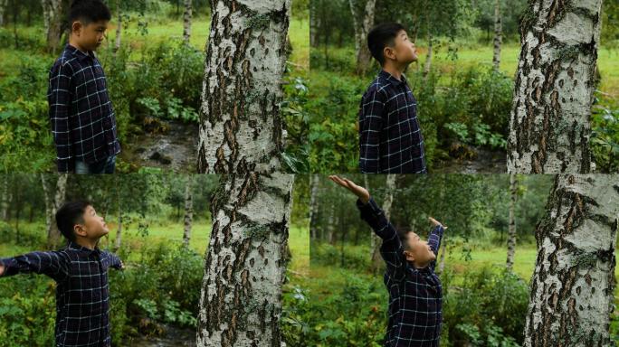 男孩在森林里检查桦树并欢呼
