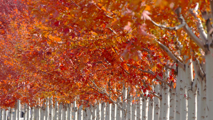 秋天的枫叶红了4K升格实拍
