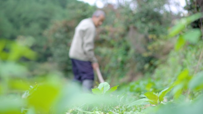 农民伯伯挖土种菜意象镜头