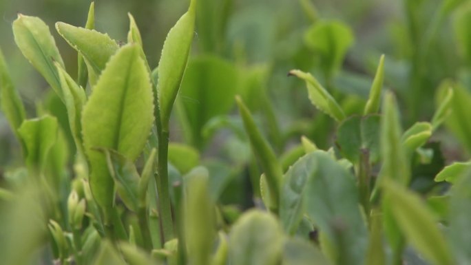 茶叶茶芽