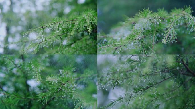 唯美意境雨景蒙蒙细雨水滴滑落小雨亲近自然