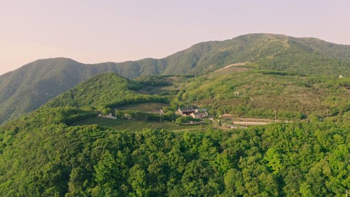 北仑东盘山茶园航拍4K