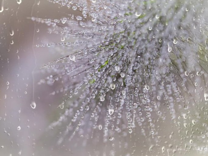 雨