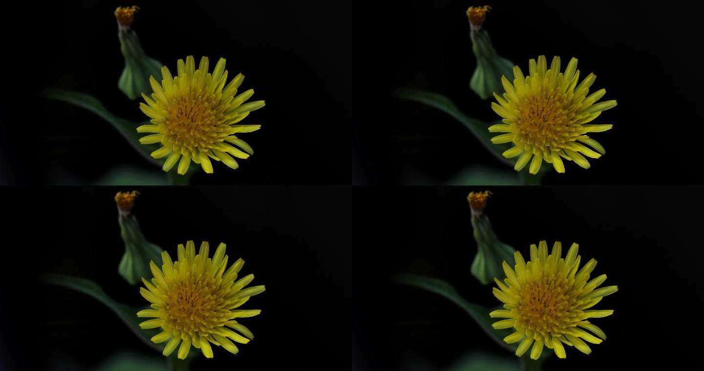 黄色的小雏菊