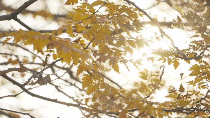 唯美秋天景色，阳光透过树叶，空镜头转场