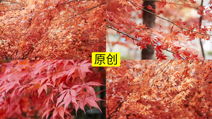 秋天的红叶慢镜头4K