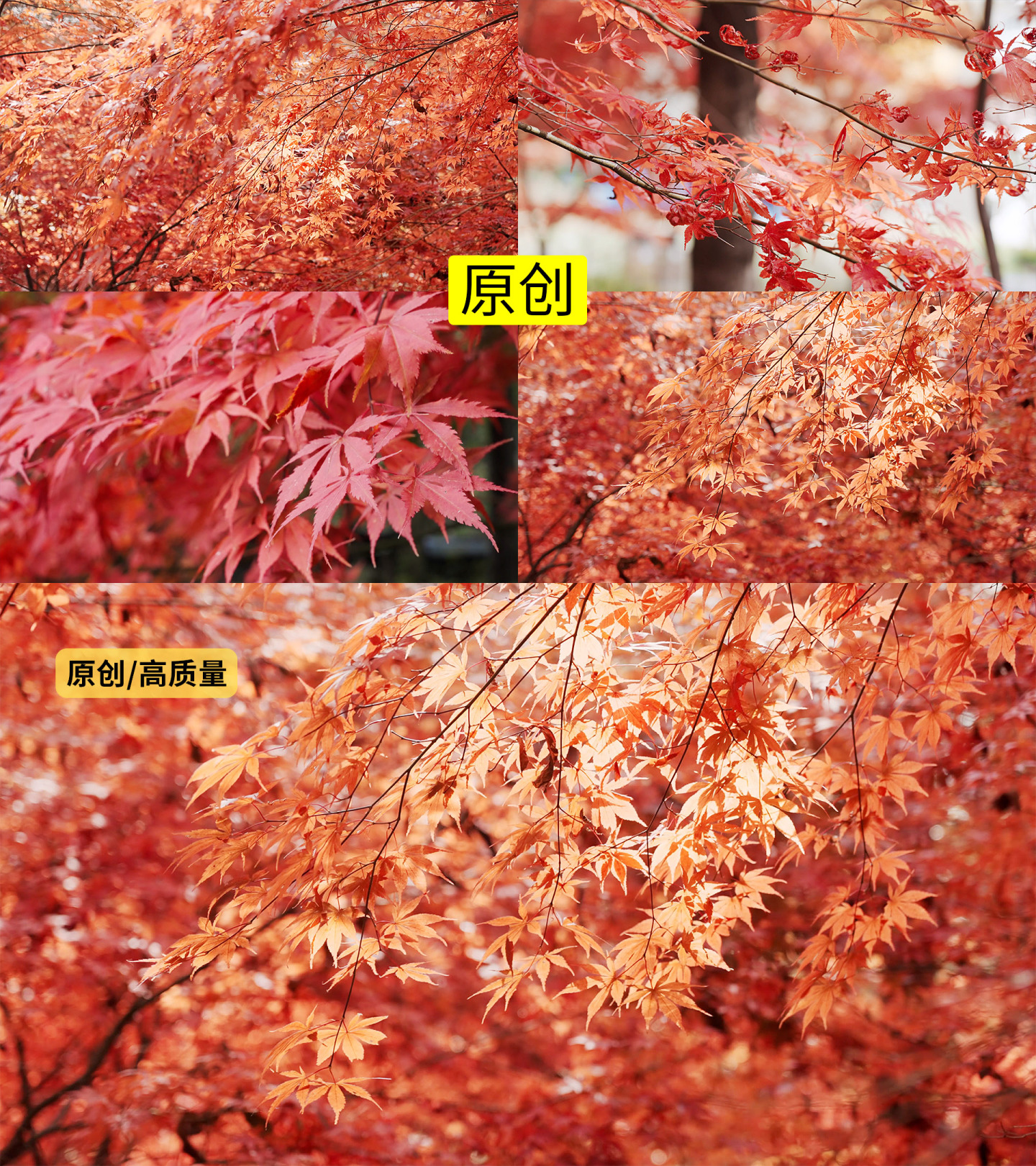 秋天的红叶慢镜头4K