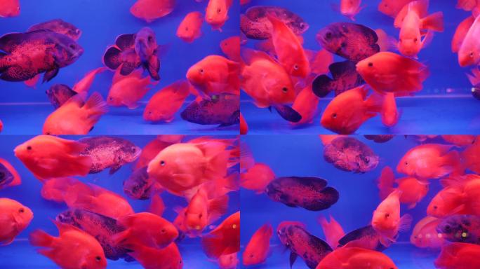 水族馆红色金鱼实拍素材