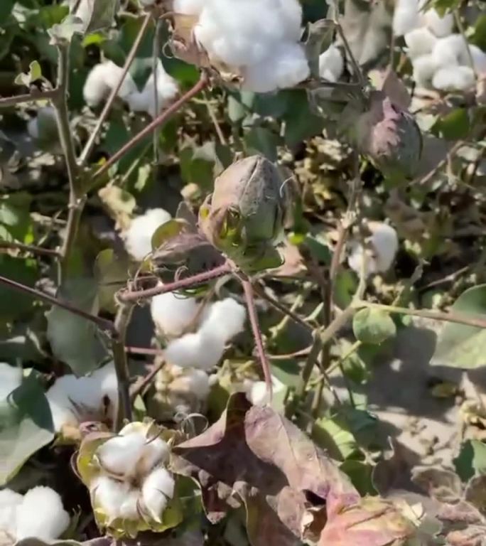 新疆长绒棉棉花地