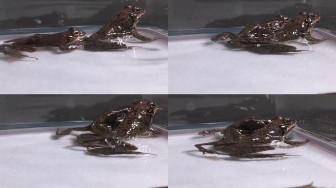 青蛙 蝌蚪 林蛙 繁殖蛤蟆东北原生态自然