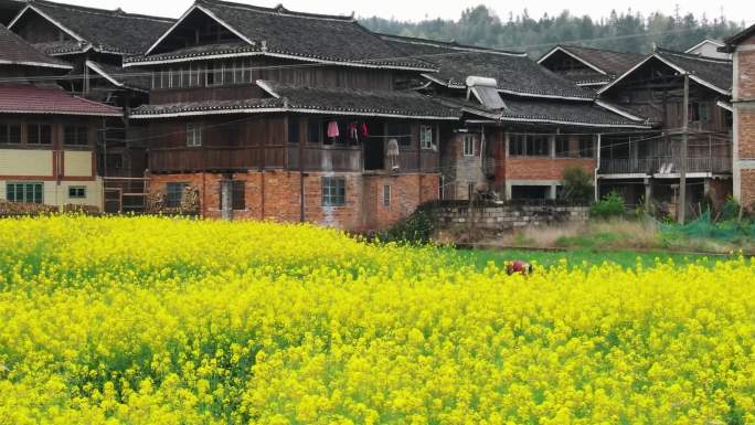 航拍通道县春季侗寨油菜花田