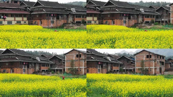 航拍通道县春季侗寨油菜花田