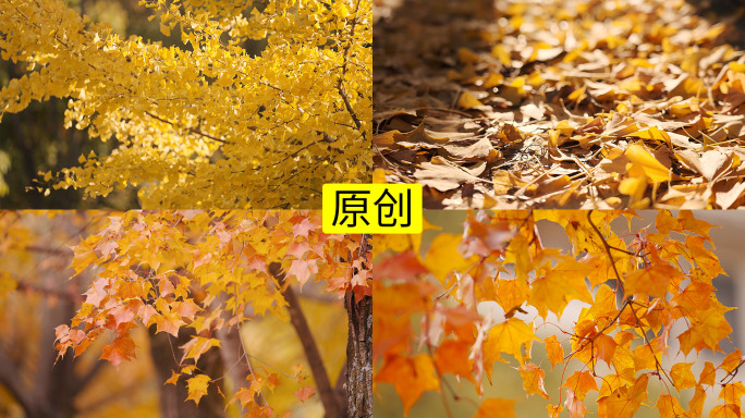 秋天的黄叶4K